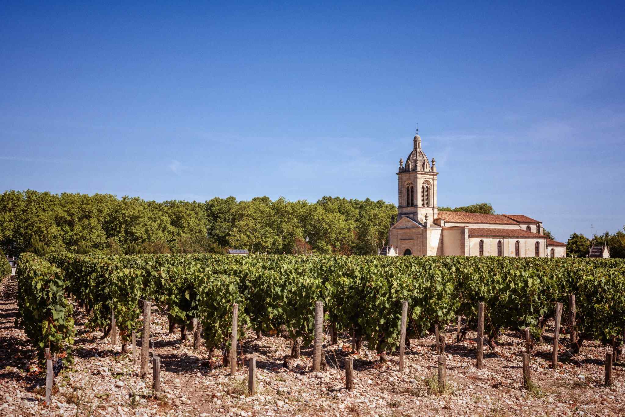 Medoc Vineyard